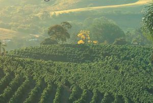 Brezilya Serra Negra