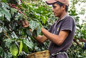 Honduras Finca El Roble