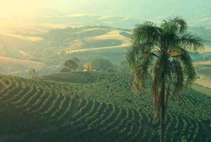 Brezilya Serra das Araras